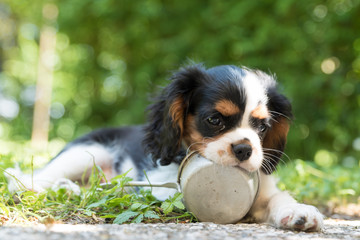 Sweet Cavalierking puppy