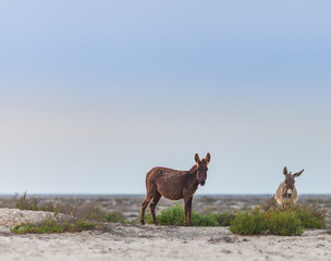 Donkeys in the desert