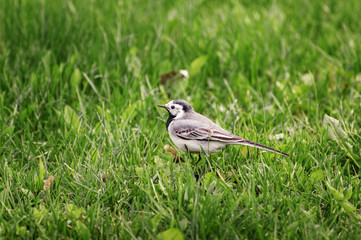 White wagtail on cut grass