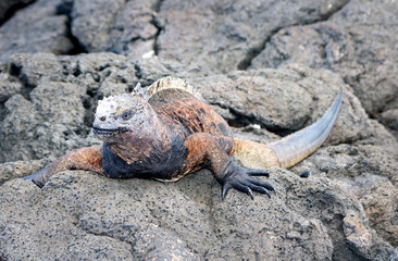 Colorful adult marine iguana resting on a lava rock in the Galapagos