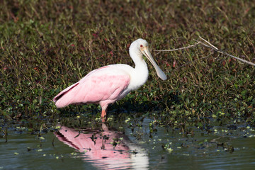 Roseatte spoonbill feeding and preening in the flora filled marsh water