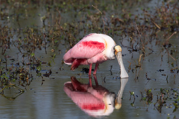 Roseatte spoonbill feeding and preening in the flora filled marsh water