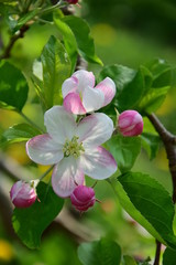 Apfelblüte in Südtirol, Kartenmotiv