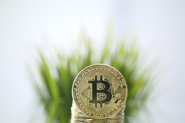Closeup of Golden Bitcoin facing the camera opposite o green grass. Virtual anonymous money and fast course growth concept