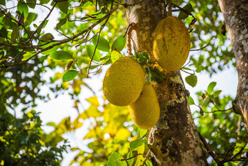 Jackfruit on the tree in the garden in Thekkady, Kerala, India
