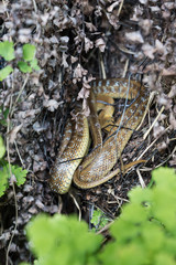 Small Snake hidden in the grass