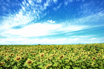 Fototapeta na wymiar Landscape with flowery sunflowers, Veneto, Italy
