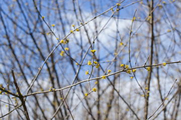 Flowering tree branches in spring and blue sky. Background