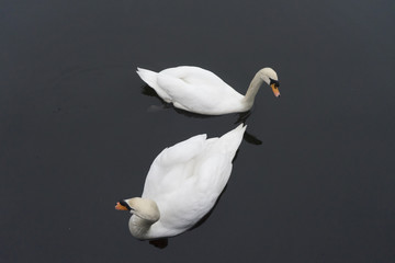 Fototapeta premium Cisnes nadando sobre el agua de un lago.