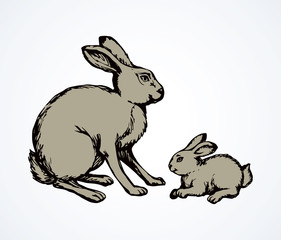 Hare. Vector drawing