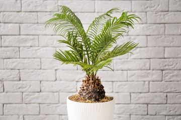 Tropical plant with green leaves near brick wall