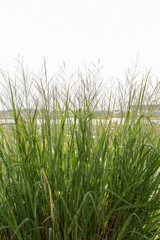 Vegetation on the beach