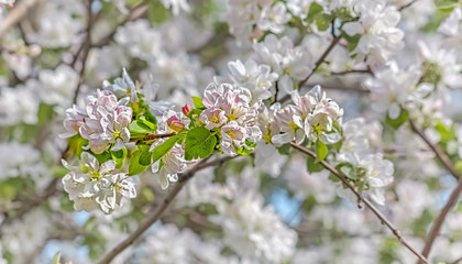Apple blossom branch on blurred background