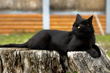 Black cat on a log looking sideways