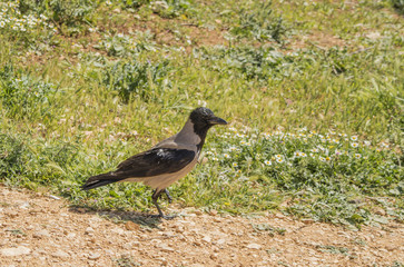 A gray crow