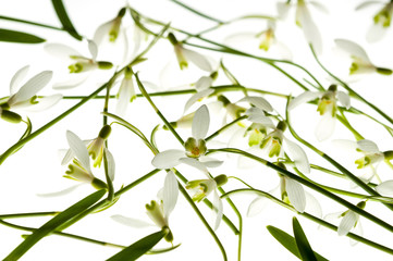 snowdrops isolated on a white background