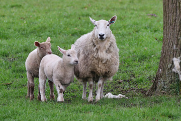 Naklejka na ściany i meble Sheep and two Lambs