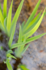 Obraz premium Nature Stock