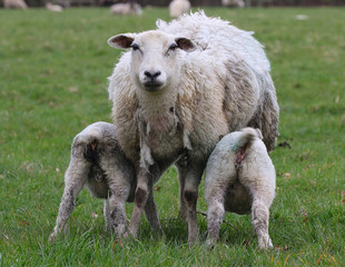 Sheep feeding two lambs