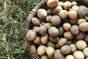 Potatoes in the basket after harvesting. Top view