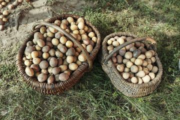 Naklejka premium Potatoes in the basket after harvesting. Top view