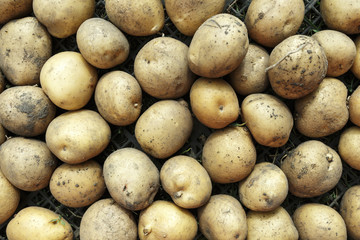 potato crop close-up