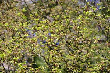 イロハモミジの若葉と蕾