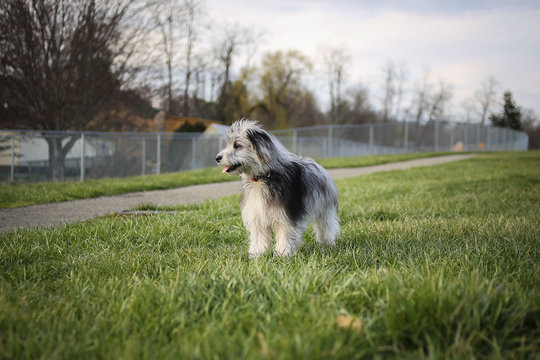 6 Month Old Blue Merle Mini Aussiedoodle Puppy