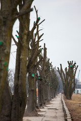 trimmed trees along the street