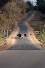 Swobodne krowy © Adam