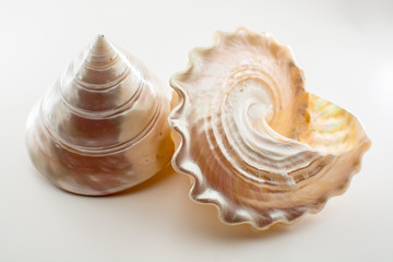 Beautiful tropical sea shells white pearly Trochus Tectus niloticus isolated, close up
