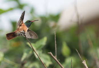 Hummingbird taking flight