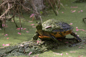Florida red belly turtle resting on a fallen log covered in the marsh flora
