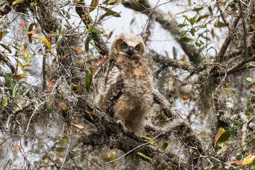 Great horned owlet perched and resting in a moss filled oak tree
