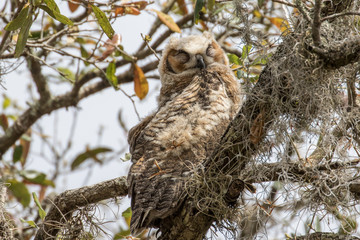 Great horned owlet perched and resting in a moss filled oak tree