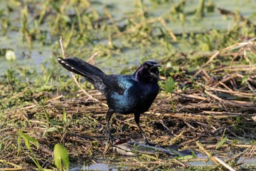Male boat tailed grackle on the edge of the marsh water with catch