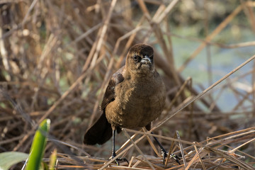 Female boat-tailed grackle perched in the reeds