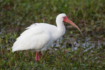 Naklejka premium White ibis wading in the flora filled marsh water