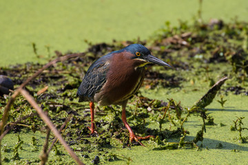 Green heron fishing in the flora filled marsh water