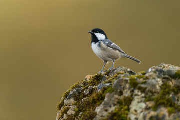 Coal tit, Periparus ater