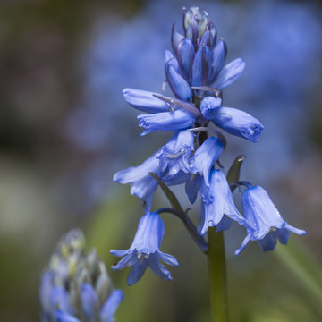 Hasengl&ouml;ckchen , blue bells (Hyacinthoides non-scripta)