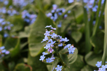spring macro leaf and flower of new life