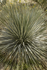 Arizona Cactus closeup