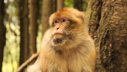 Affe