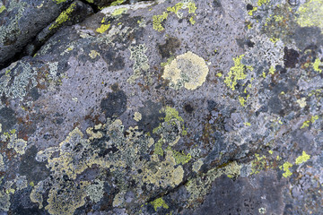 background, texture: surface of a natural granite boulder with multicolored spots of lichens..