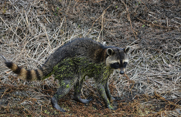 Naklejka premium A Raccoon searching for food in Largo, Florida USA