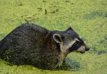 A Raccoon searching for food in Largo, Florida USA © Norm