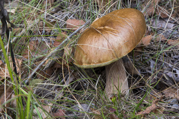 Mushrooms in the wood, nature background