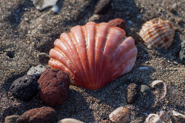 砂浜に打ち上げられた貝殻2