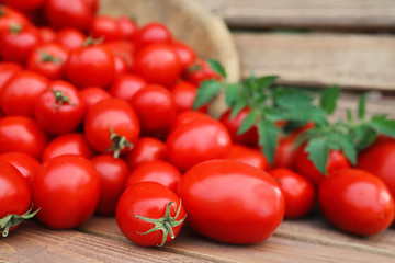 Fresh tomato crop in a wooden bowl